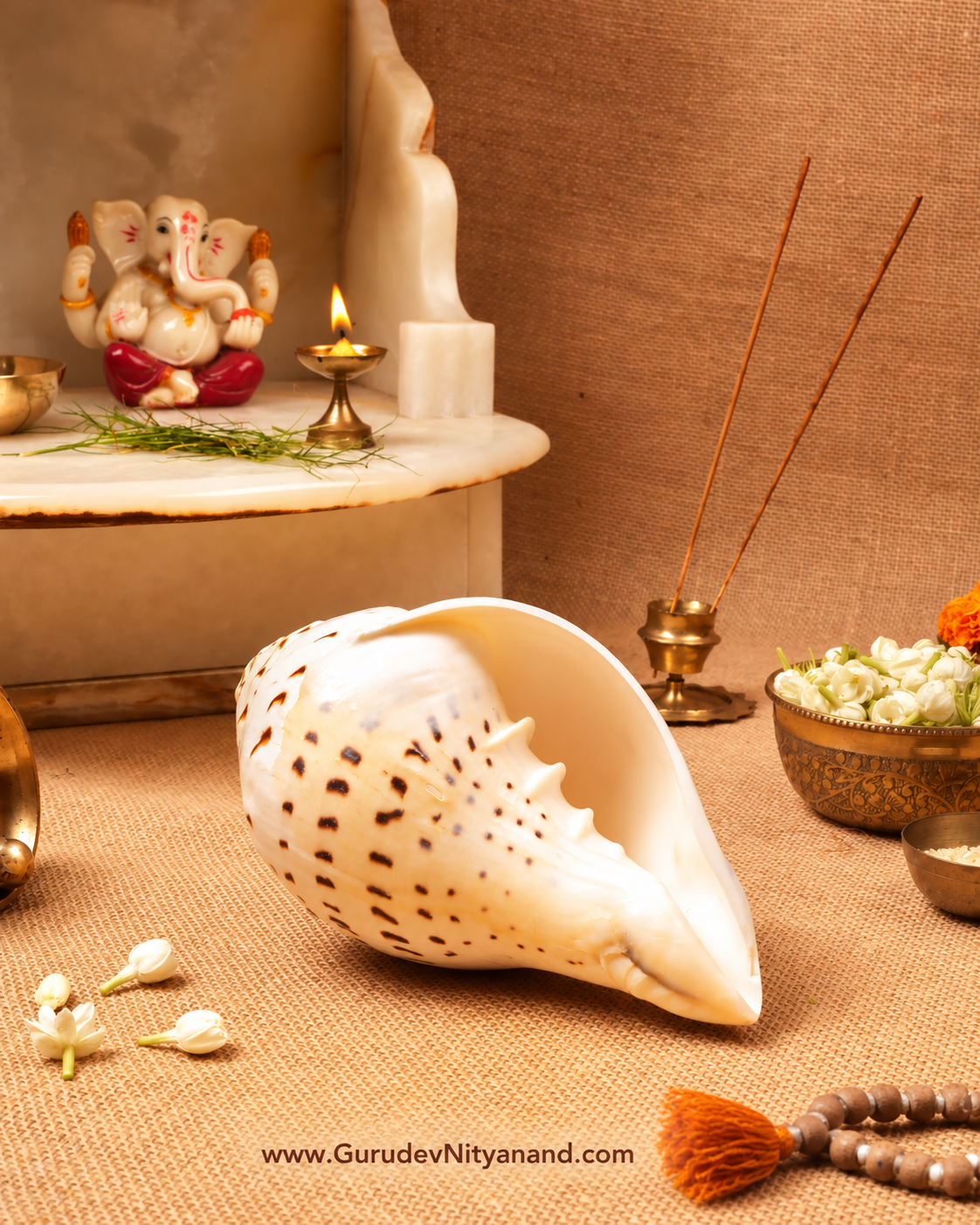 Natural Shankh Gauri Shankh A soft, serene note from the heart of Sri Lanka. Size (Inches In Round): 10-11"