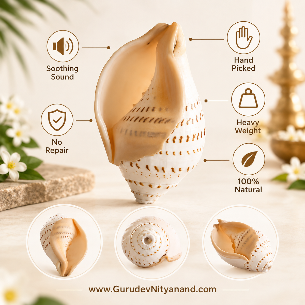 Natural Shankh Gauri Shankh A soft, serene note from the heart of Sri Lanka. Size (Inches In Round): 10-11"