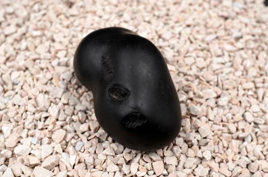 Garbho Dakshayi Vishnu Shaligram