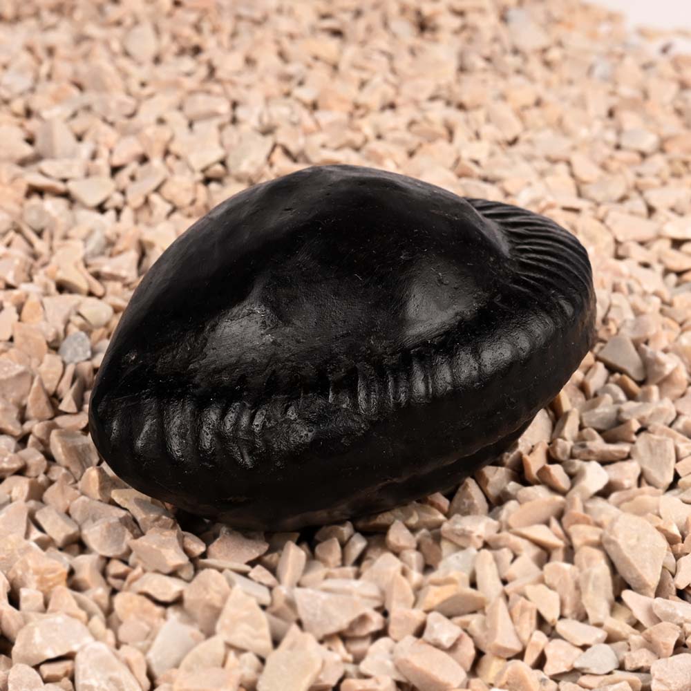 Shiva Parivar Shaligram Shila