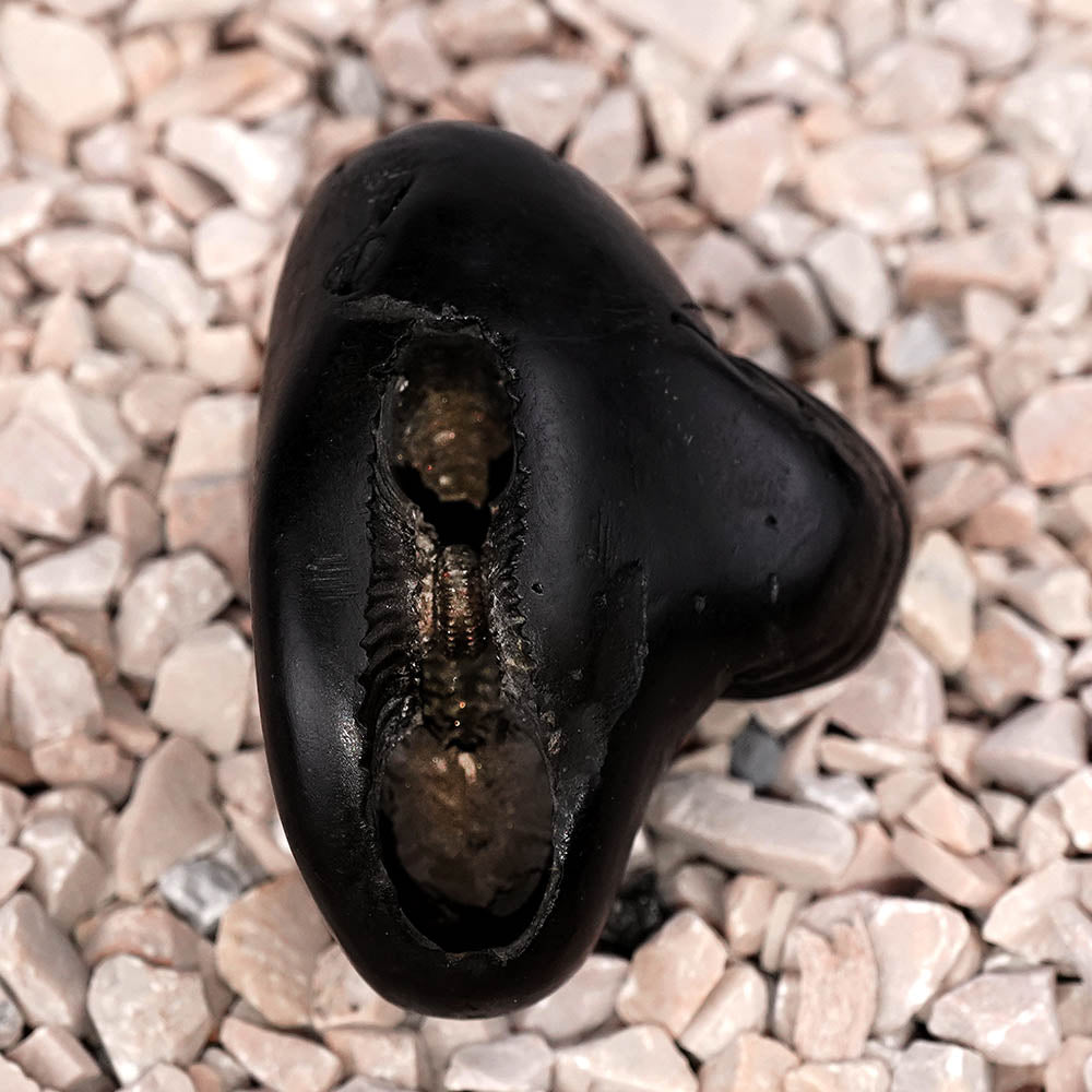 Chaturbhui Chakradhari Maha Vishnu Shaligram Shila