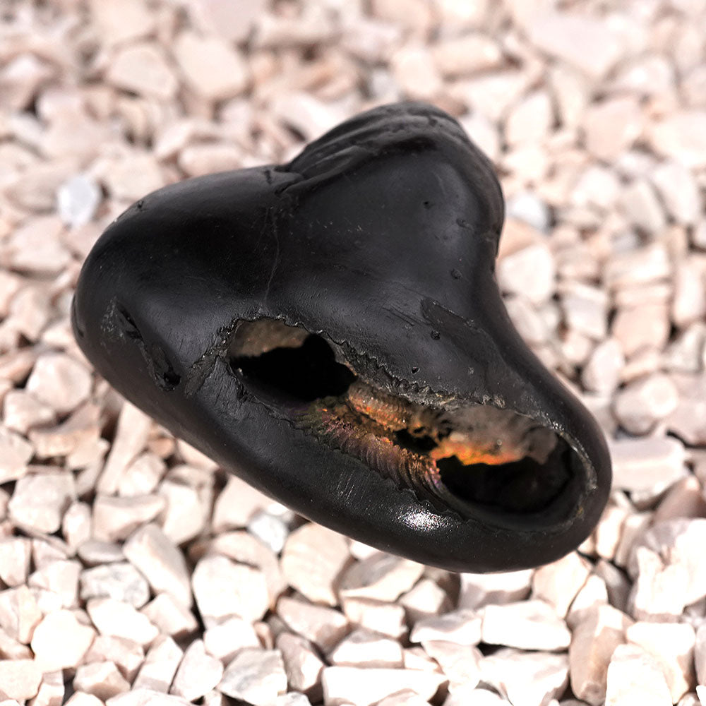 Chaturbhui Chakradhari Maha Vishnu Shaligram Shila