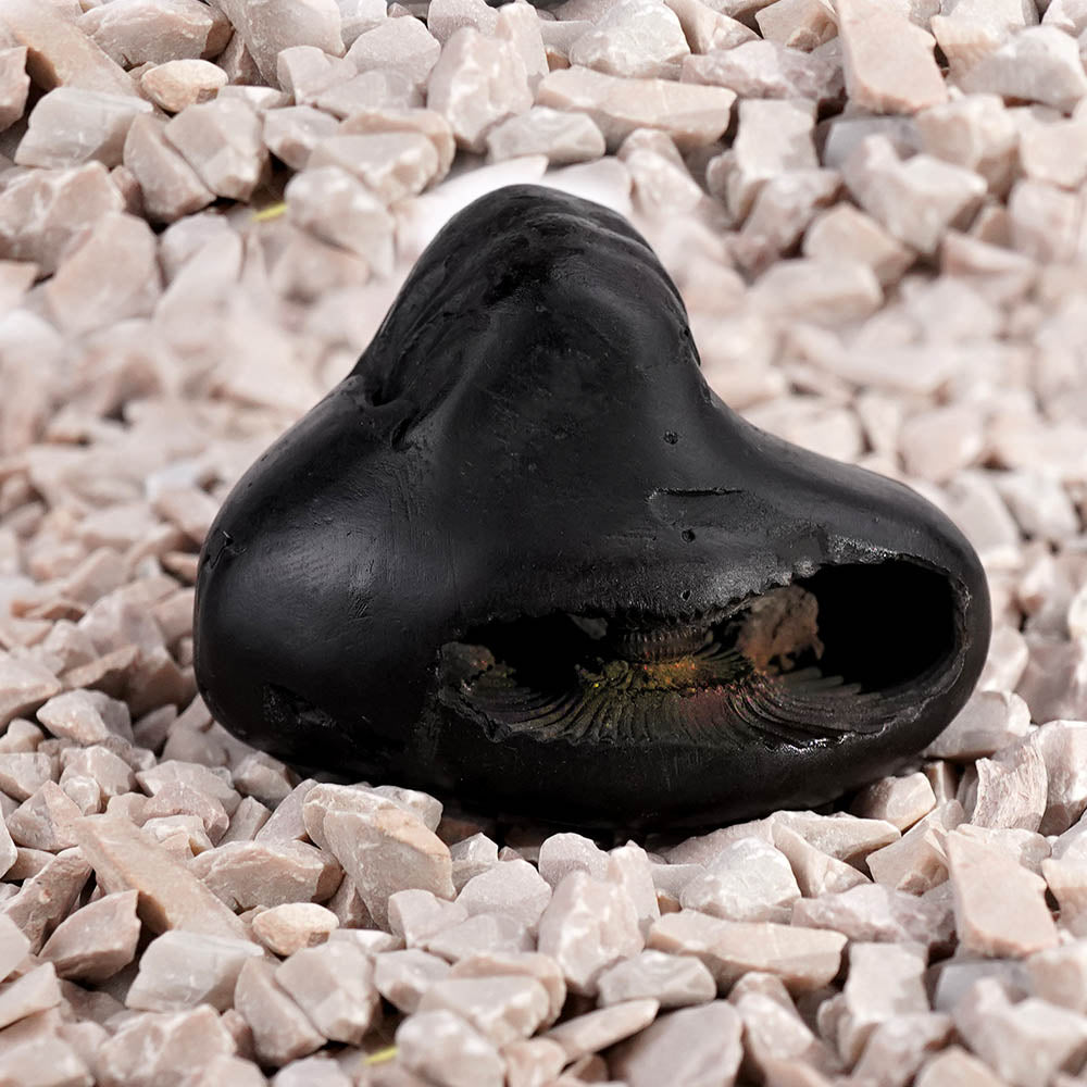 Chaturbhui Chakradhari Maha Vishnu Shaligram Shila