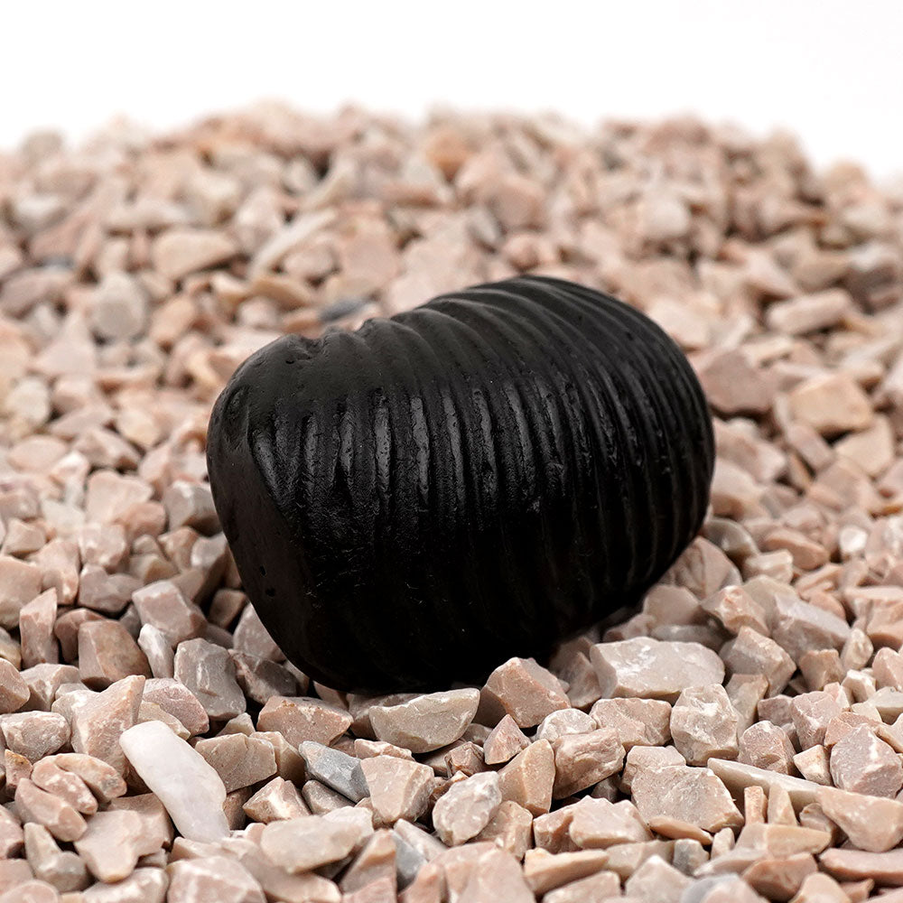 Rishikesh Shaligram Shila