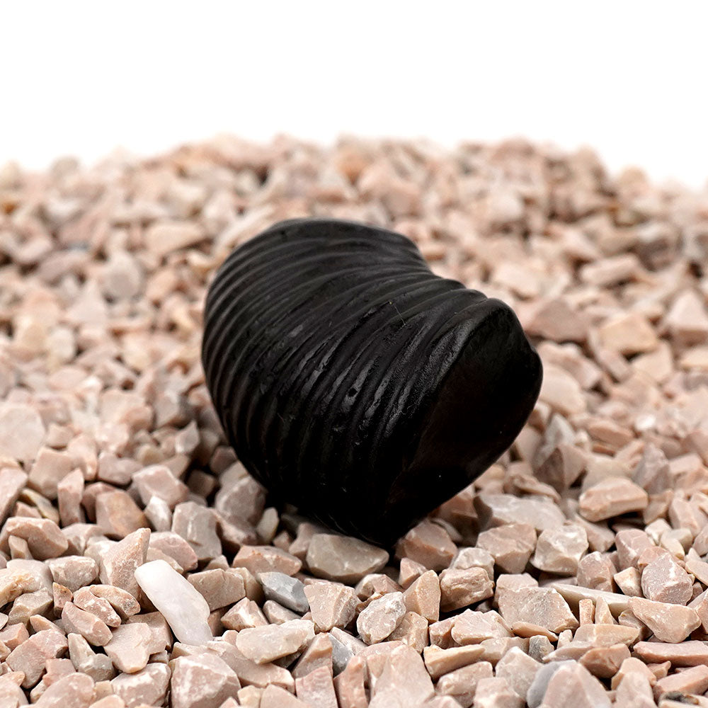 Rishikesh Shaligram Shila