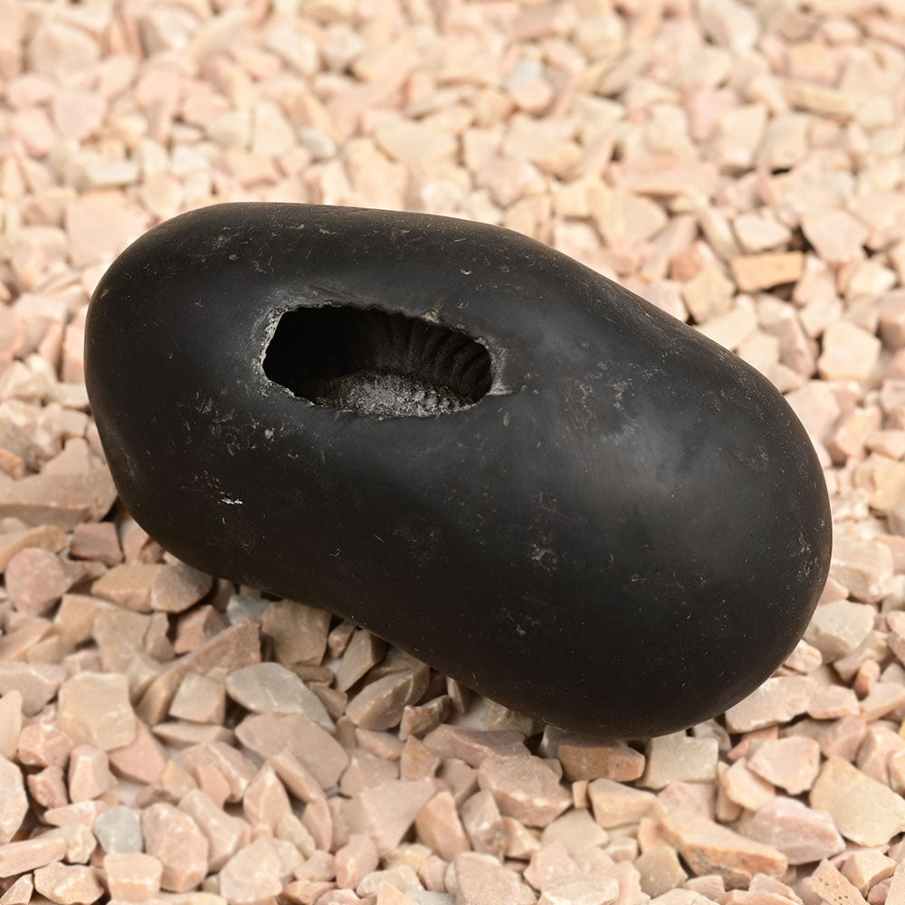 Navdurga Shaligram Shila - 182 gms