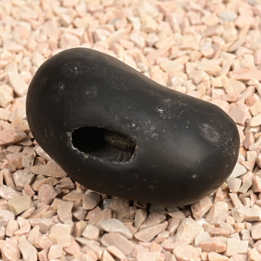 Navdurga Shaligram Shila - 182 gms