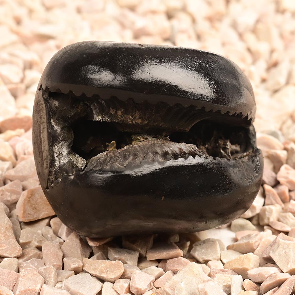 Laxmi Sudarshan Shaligram - 92 gms
