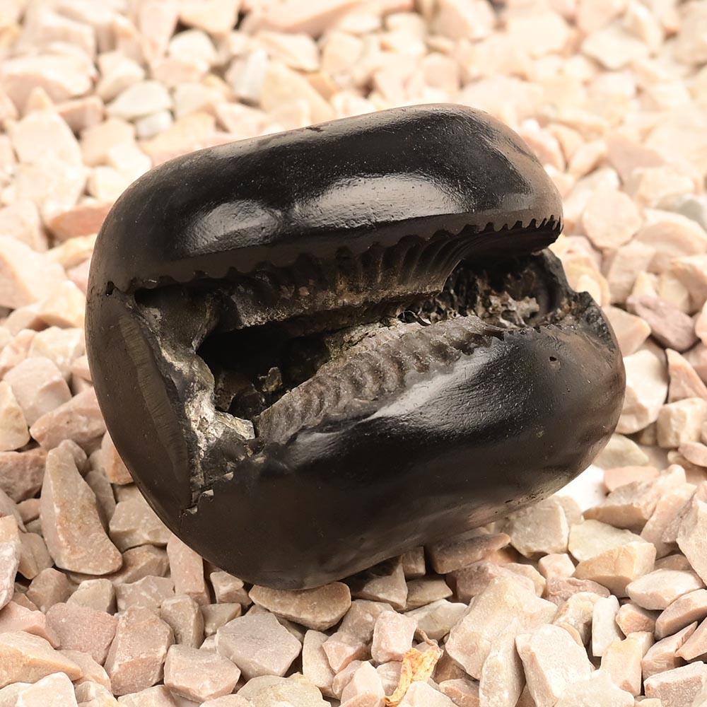 Laxmi Sudarshan Shaligram - 92 gms