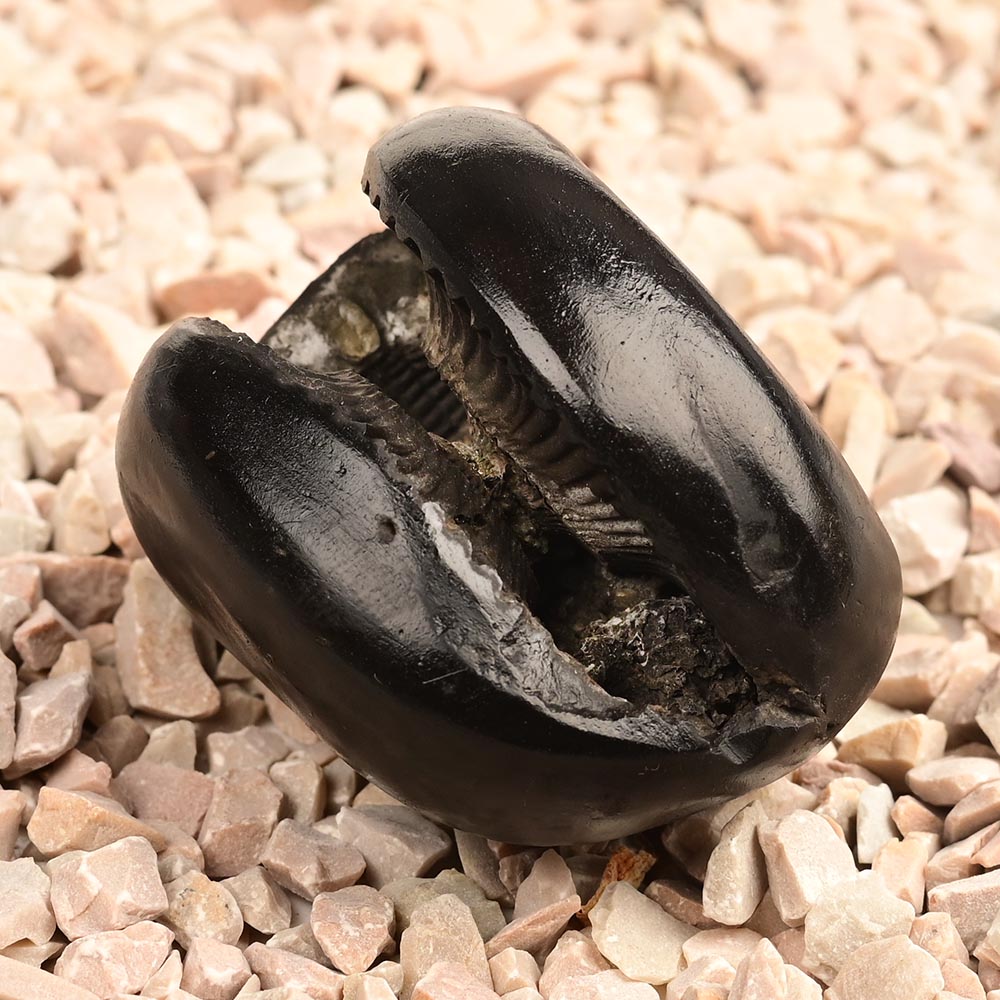 Laxmi Sudarshan Shaligram - 92 gms