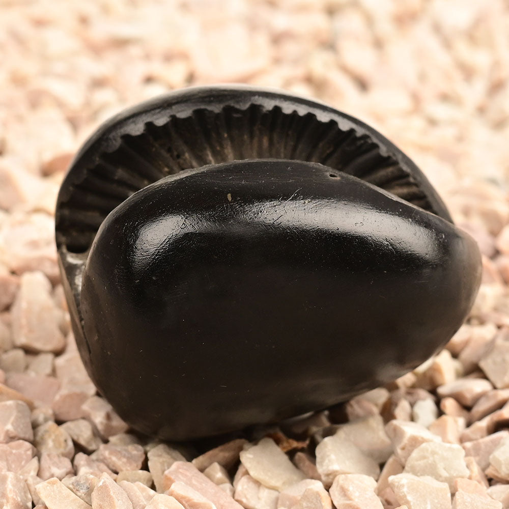 Laxmi Sudarshan Shaligram - 92 gms