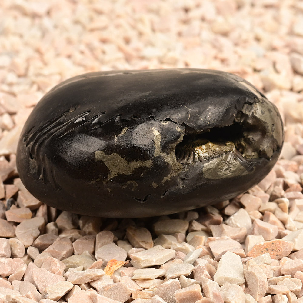 Chakradhari Vishnu Shaligram - 198 gms