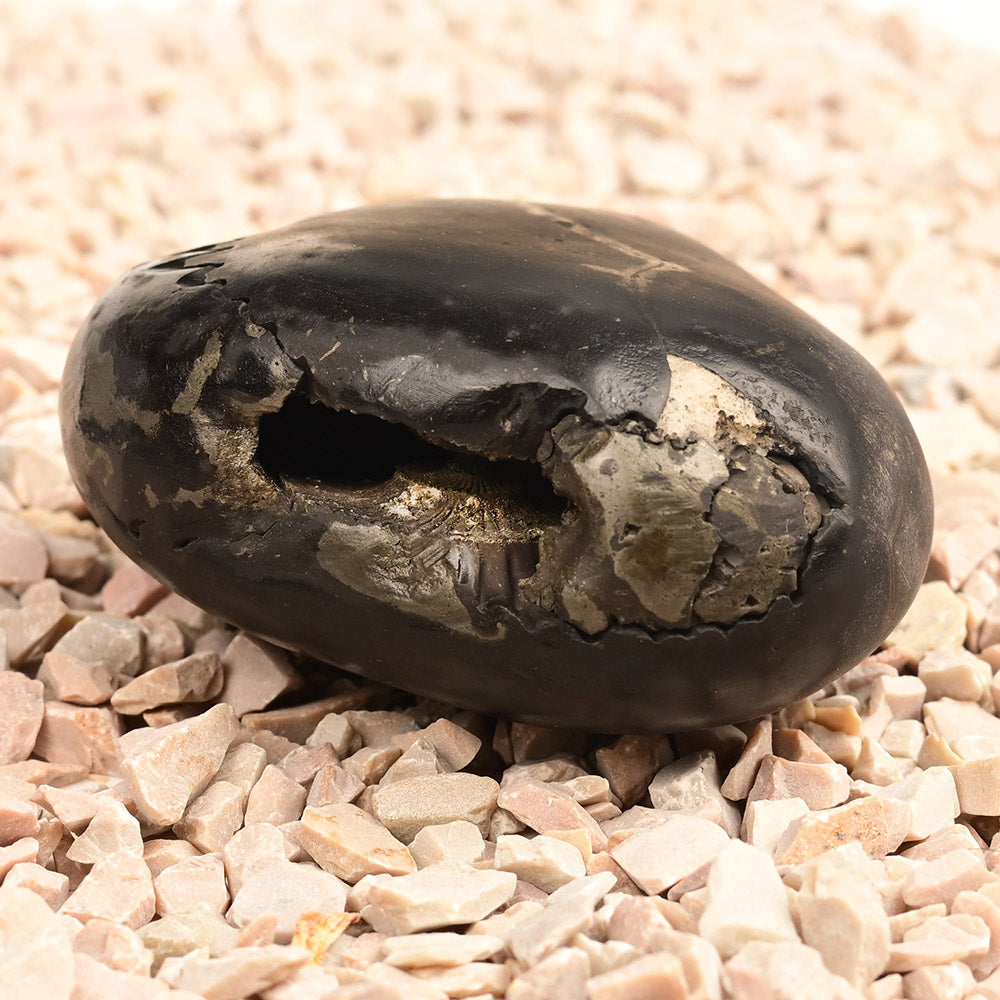 Chakradhari Vishnu Shaligram - 198 gms