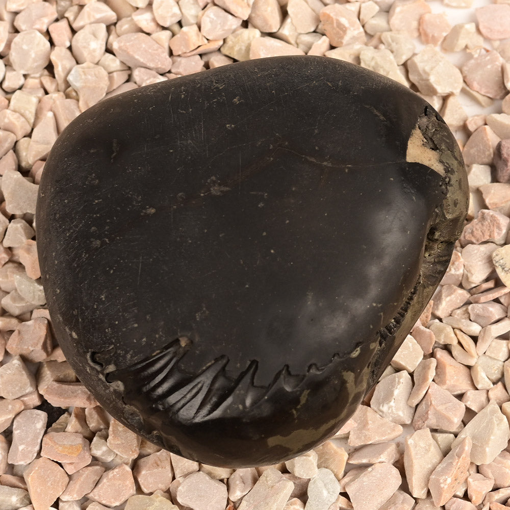 Chakradhari Vishnu Shaligram - 198 gms