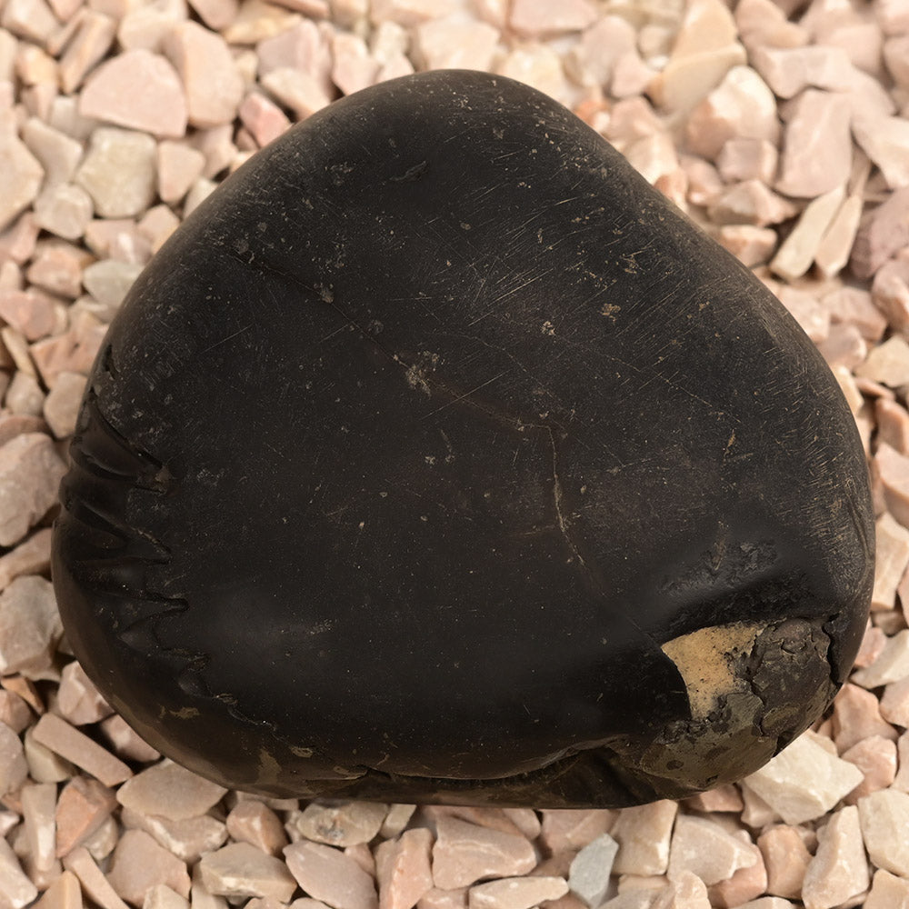 Chakradhari Vishnu Shaligram - 198 gms