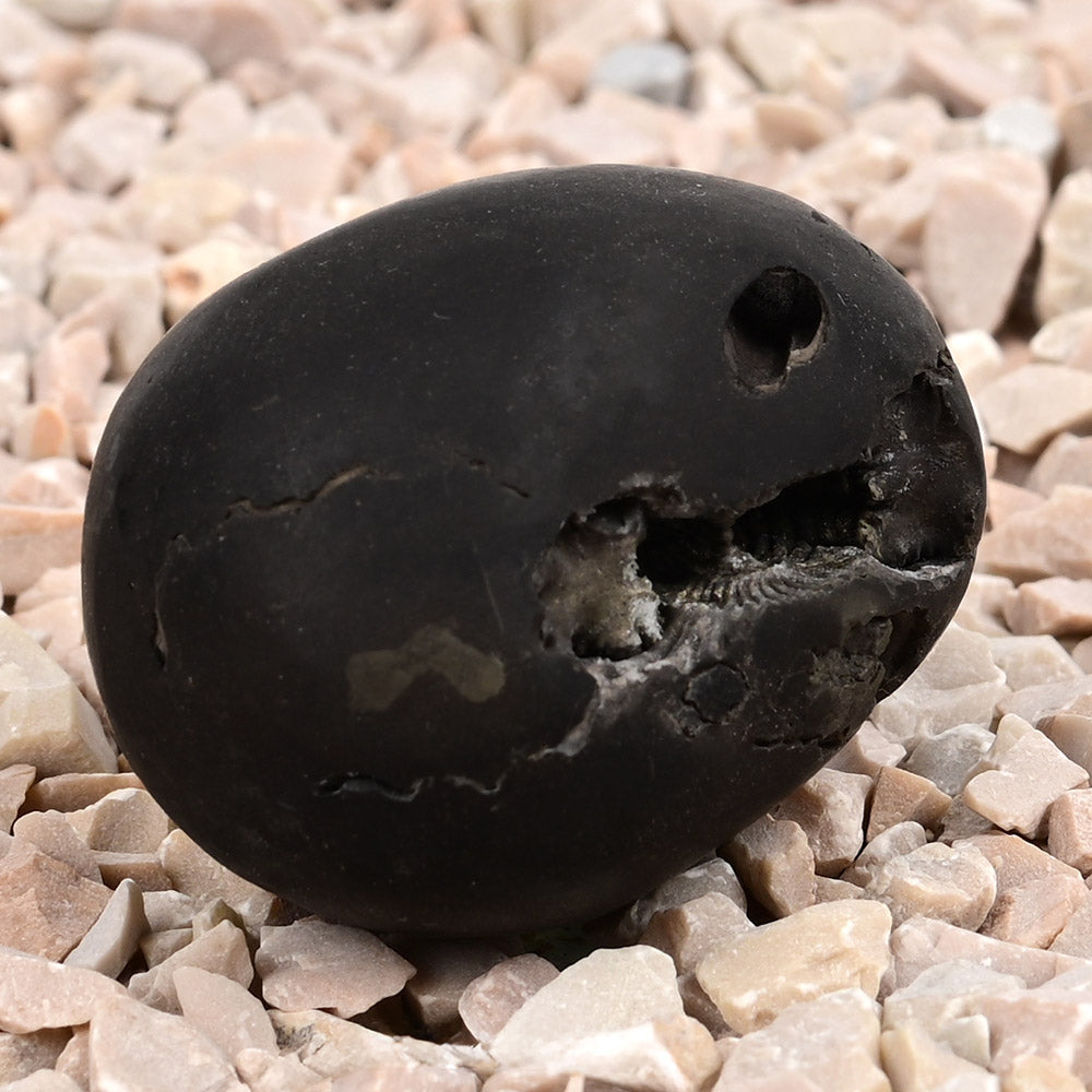 Kamal Laxmi Narsimha Shaligram Shila - 58 gms