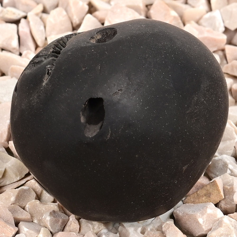 Kamal Laxmi Narsimha Shaligram Shila - 58 gms