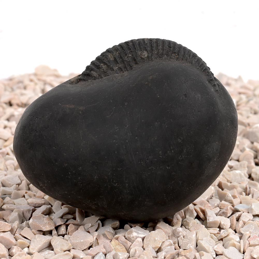 Laxmi Kund Varaha Shaligram Shila