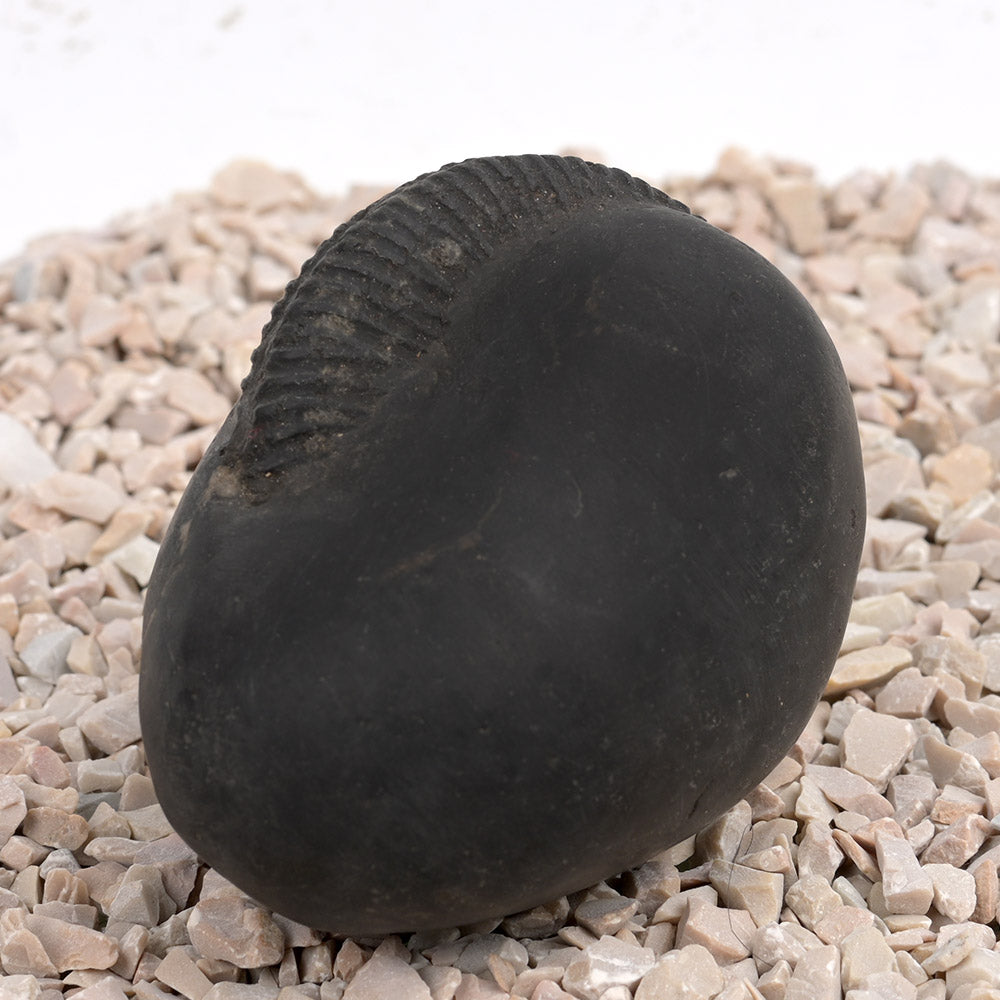 Laxmi Kund Varaha Shaligram Shila