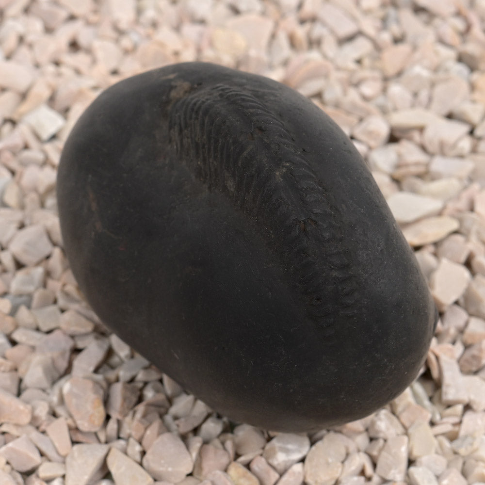 Laxmi Kund Varaha Shaligram Shila