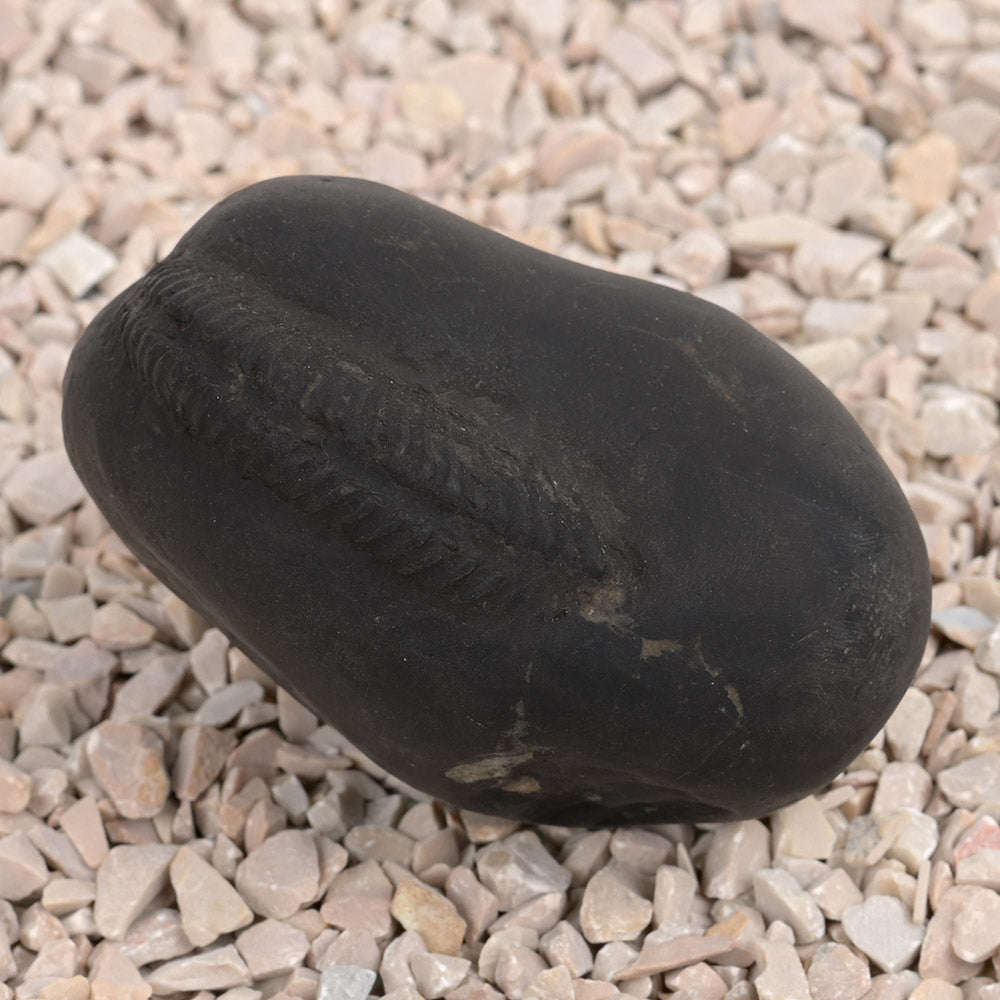 Laxmi Kund Varaha Shaligram Shila