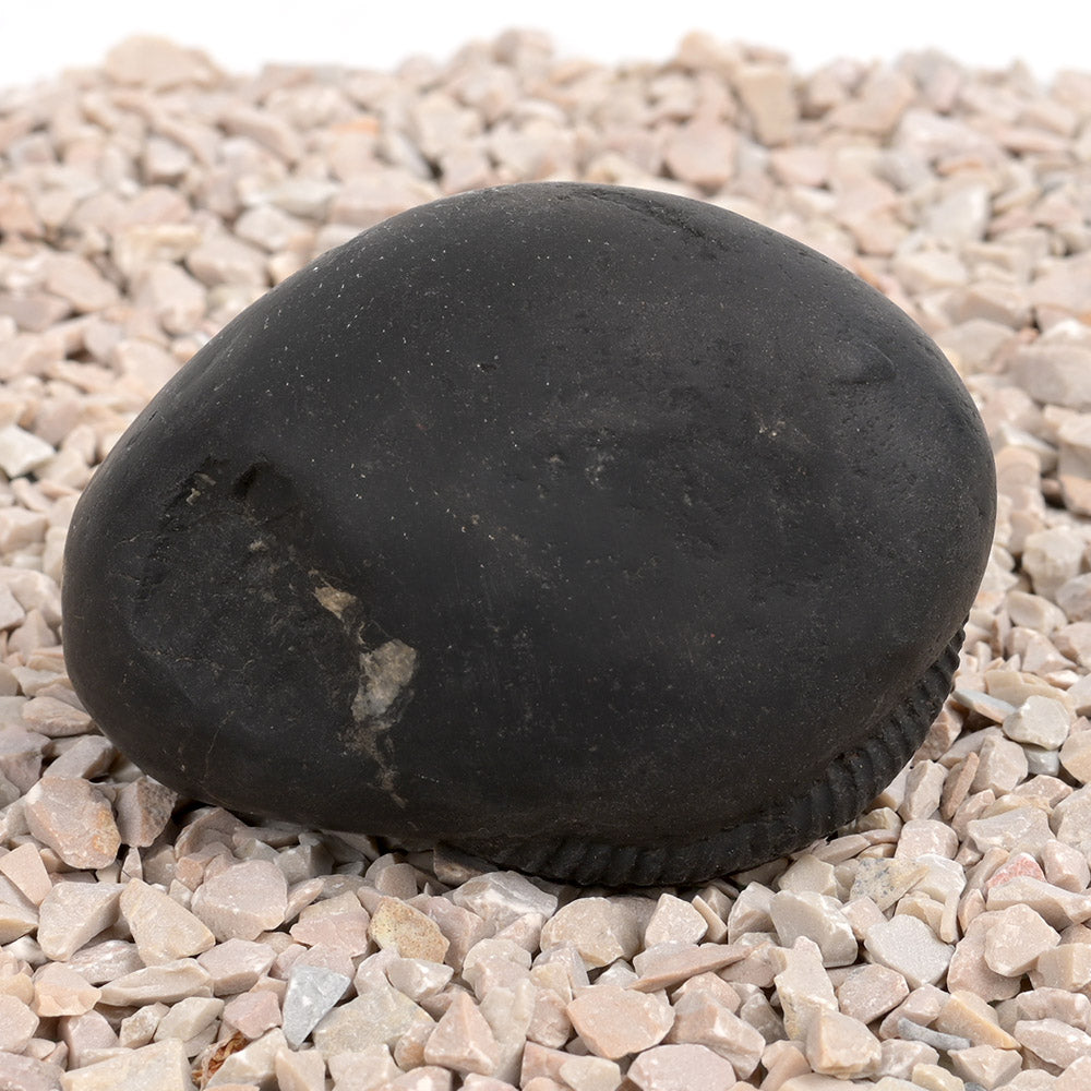 Laxmi Kund Varaha Shaligram Shila