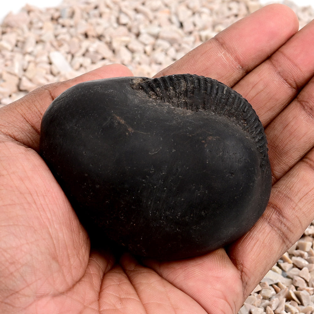 Laxmi Kund Varaha Shaligram Shila