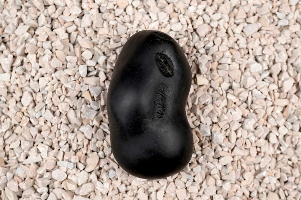 Garbho Dakshayi Vishnu Shaligram