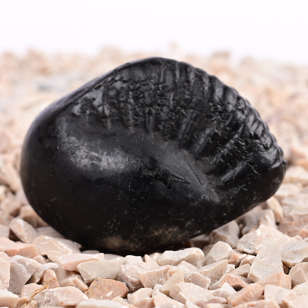 Crystal Kalpavriksha Krishna Laxmi Shaligram Shila
