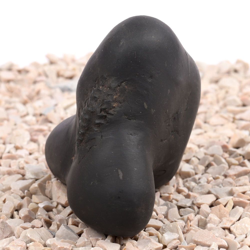 Panchmukhi Hanuman Shaligram Shila - 256 gms