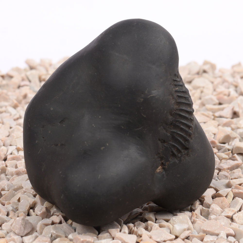 Panchmukhi Hanuman Shaligram Shila - 256 gms
