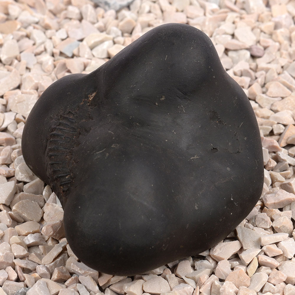 Panchmukhi Hanuman Shaligram Shila - 256 gms