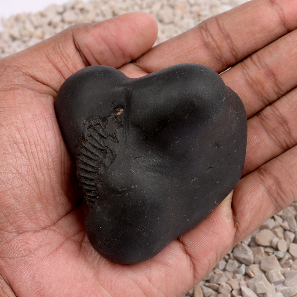 Panchmukhi Hanuman Shaligram Shila - 256 gms