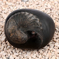 Anant Vishnu Laxmi Sheshnaag Shaligram Shila