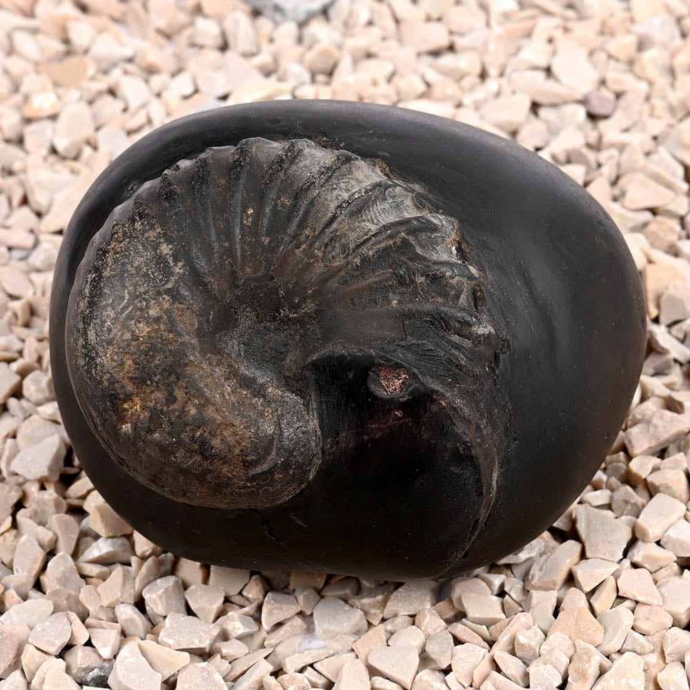 Anant Vishnu Laxmi Sheshnaag Shaligram Shila