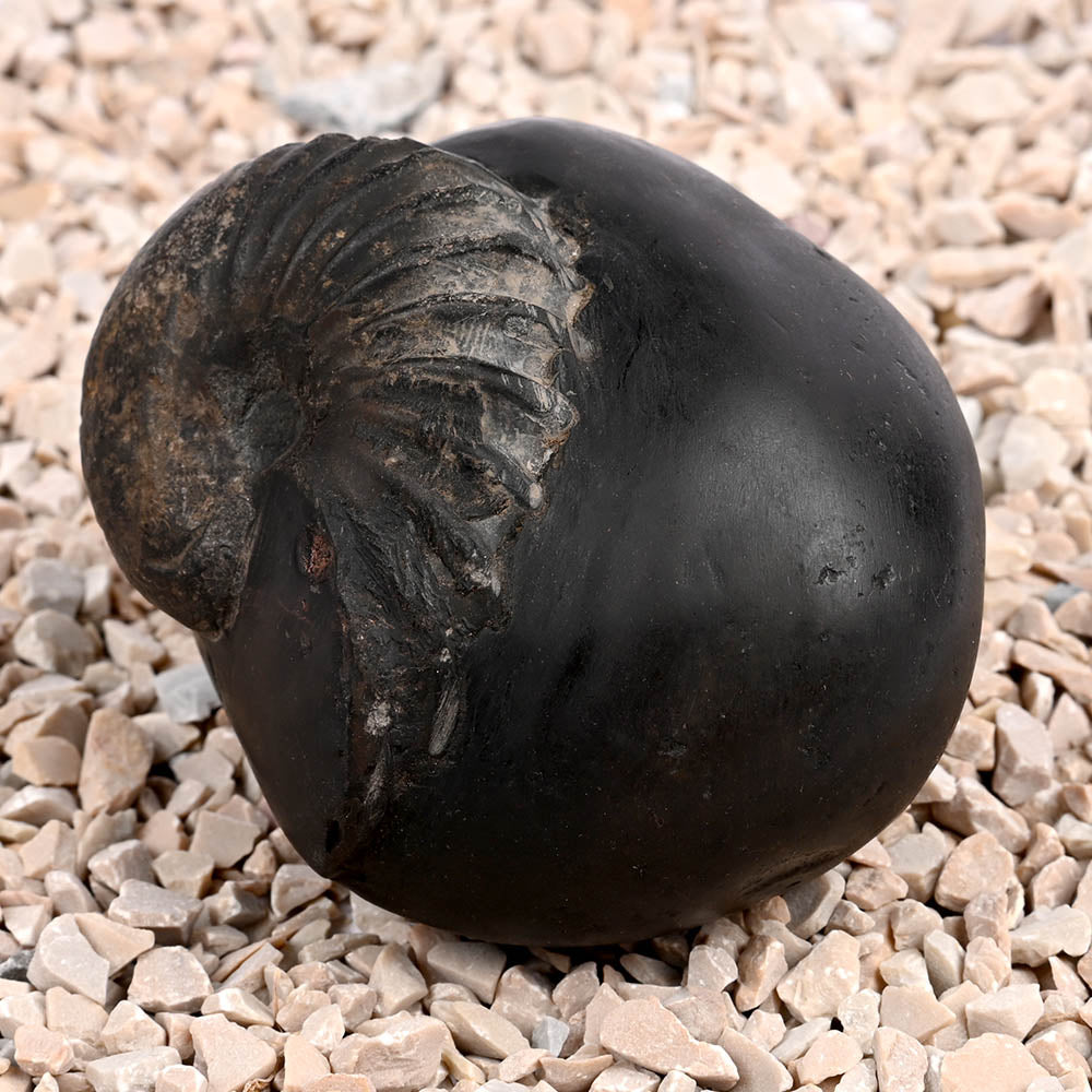 Anant Vishnu Laxmi Sheshnaag Shaligram Shila