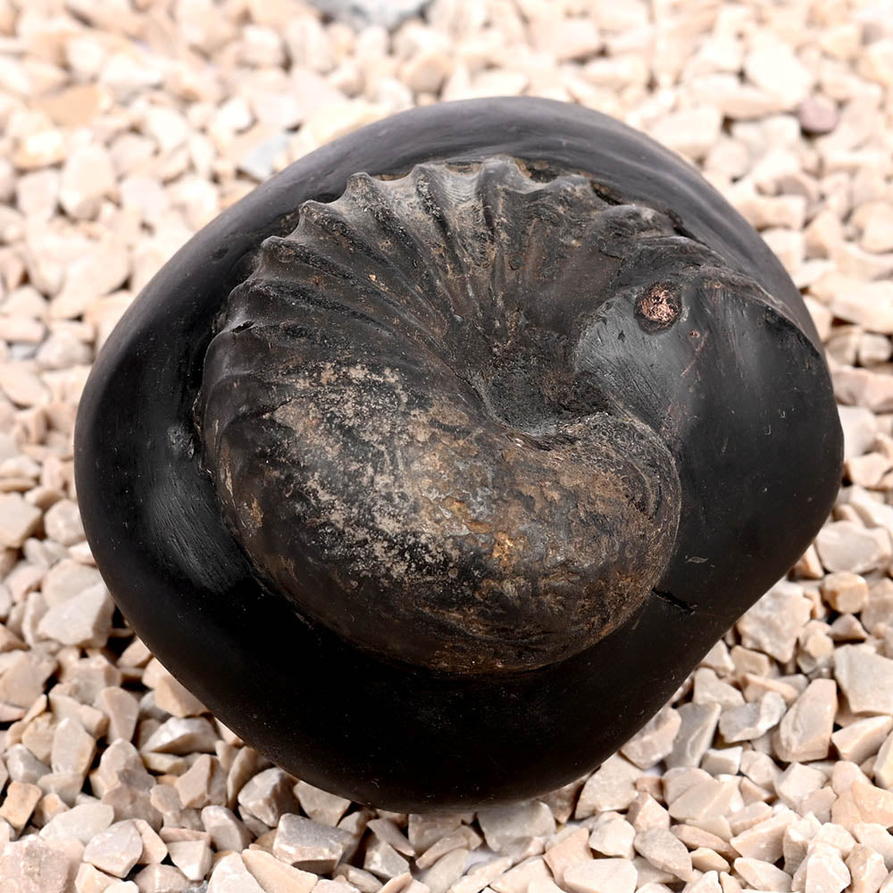 Anant Vishnu Laxmi Sheshnaag Shaligram Shila