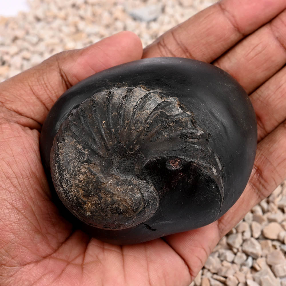 Anant Vishnu Laxmi Sheshnaag Shaligram Shila