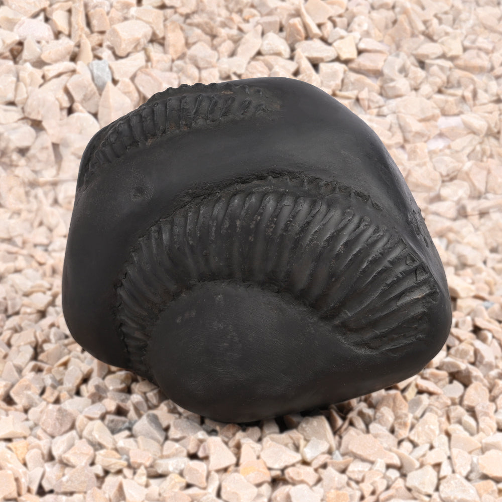 Sampurna Shiva Parivar Shaligram Shila