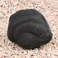 Sampurna Shiva Parivar Shaligram Shila
