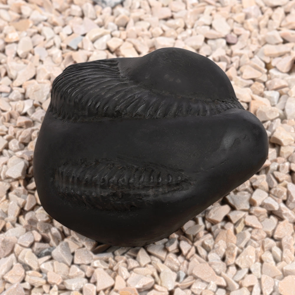Sampurna Shiva Parivar Shaligram Shila
