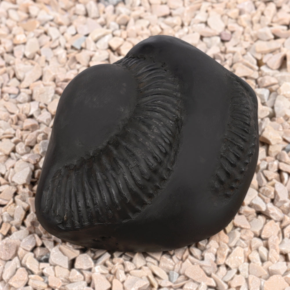 Sampurna Shiva Parivar Shaligram Shila