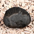 Bal Ganesha Shaligram Shila