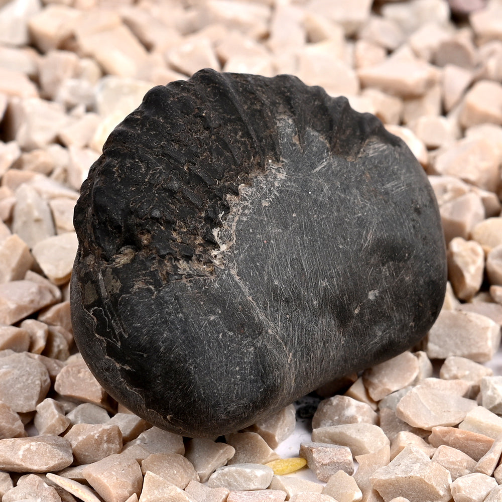 Bal Ganesha Shaligram Shila