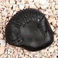 Bal Ganesha Shaligram Shila