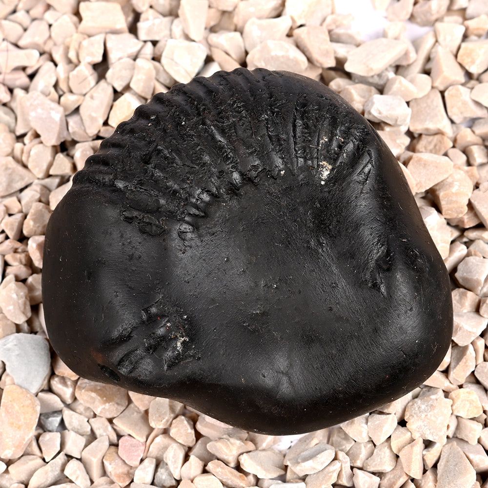 Bal Ganesha Shaligram Shila
