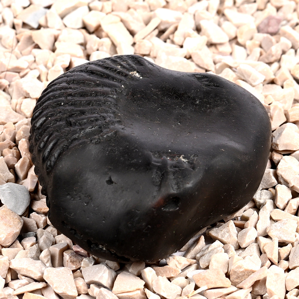 Bal Ganesha Shaligram Shila