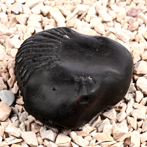 Bal Ganesha Shaligram Shila