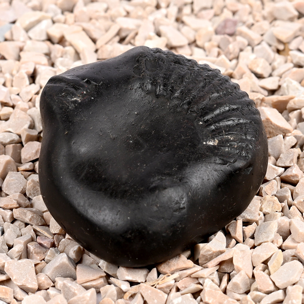 Bal Ganesha Shaligram Shila
