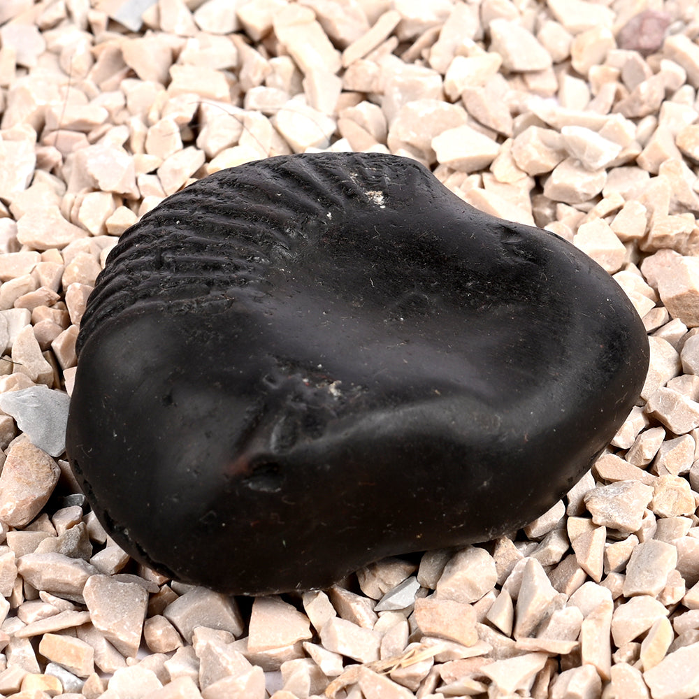 Bal Ganesha Shaligram Shila